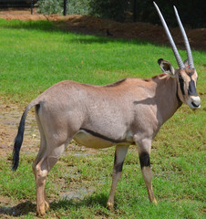 Gemsbock or gemsbuck (Oryx gazella) 