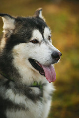 Close up big brown white purebred majestic Alaskan Alaska Malamute dog