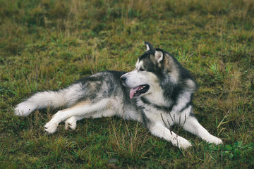 Close up big brown white purebred majestic Alaskan Alaska Malamute dog pet lies on the empty field green park