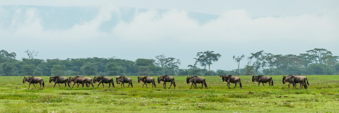Line of white-bearded wildebeest (Connochaetes taurinus) cross grassy meadow, Ngorongoro Crater; Tanzania