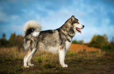 Big brown white purebred majestic Alaskan Alaska Malamute dog on the empty field in summer park