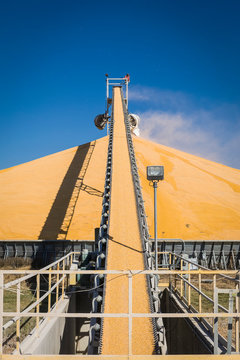 Harvested corn on conveyor belt to stockpile at grain elevator; Rake, Iowa, United States of America