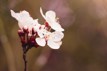 Branches of White Prunus Cerasifera Pissardii blooming in spring, Beautiful flower cherry blossom in spring garden