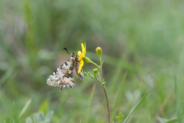 Papilionidae / Orman Fistosu / / Zerynthia cerisyi