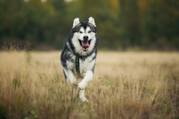 Big brown white purebred majestic Alaskan Alaska Malamute dog walking on the empty field in summer park