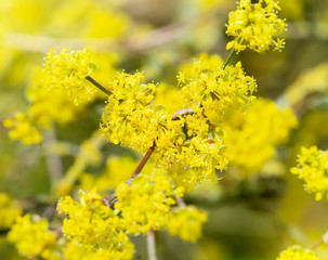 Selective focus of branches of spring flowers, Soft focus of Yellow Cornus mas, Cornelian cherry blossoms blooming in the spring,