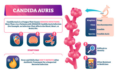Candida auris vector illustration. Biological fungus infection explanation.