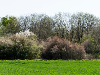 Obraz premium arbre en fleur