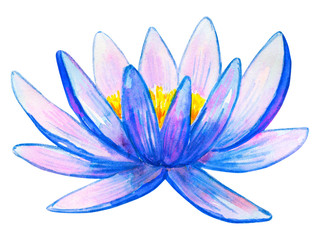 Blue pink water lily. Hand drawn watercolor illustration. Isolated on white background.
