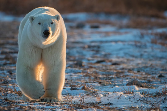 Polar bear (Ursus maritimus) walking towards us in the setting sunlight; Churchill, Manitoba, Canada
