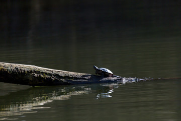 Naklejka premium Nordamerikanische Schmuckschildkröte