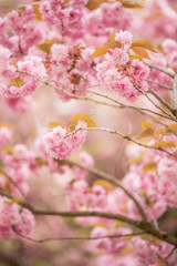 Cherry blossom tree branches and flowers with soft focus and shallow depth of field. Natural background in pink and white pastel colors with copy space. Sakura season in april