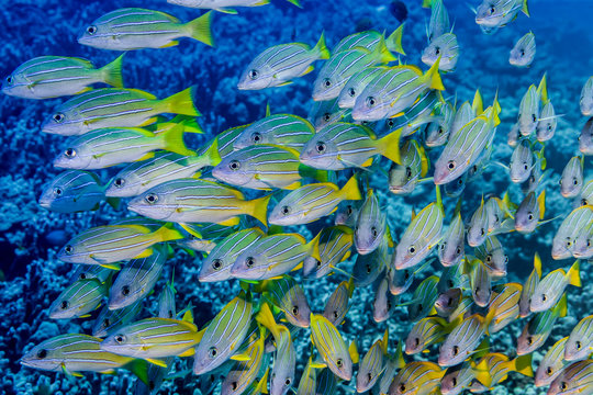 School of Bluestripe Snappers (Lutjanus kasmira) that was photographed underwater while scuba diving the Kona Coast; Island of Hawaii, Hawaii, United States of America