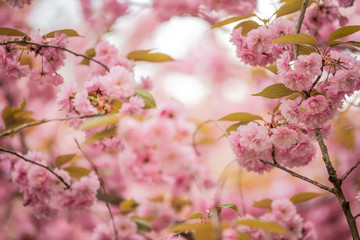 Fototapeta na wymiar Cherry blossom tree branches and flowers with soft focus and shallow depth of field. Natural background in pink and white pastel colors with copy space. Sakura season in april