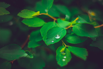Fototapeta na wymiar Young plants covered with raindrops in the forest after a rainy day – Beautiful intense green flora with droplets background – Concept image of freshness and growth