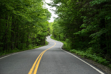 A winding highway 232 in Groton State Park lined with lush trees; Vermont, United States of America