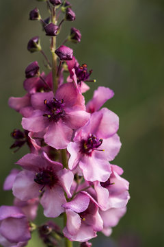 Moth mullein (Verbascum blattaria) blooms in a garden in Oregon; Astoria, Oregon, United States of America