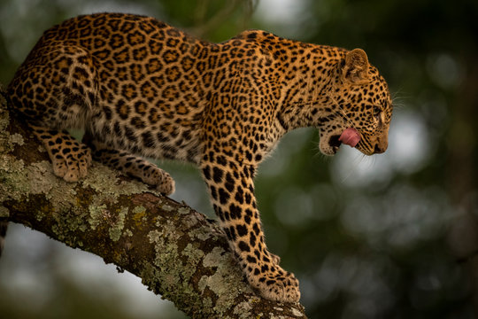 A leopard (Panthera pardus) stands in a tree that is covered in lichen. It has black spots on its brown fur coat and is licking it's lips, Maasai Mara National Reserve; Kenya