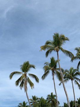 palm tree and blue sky