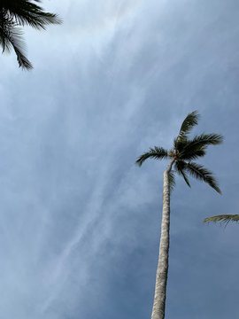 palm tree on background of blue sky