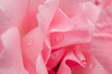 A freshly bloomed pink rose with dewdrops.