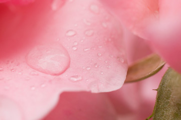 Freshly bloomed pink rose with dewdrops