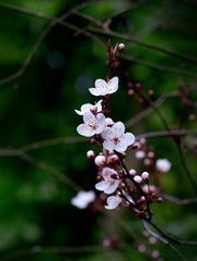 Branches of White Prunus Cerasifera Pissardii blooming in spring, Beautiful flower cherry blossom in spring garden
