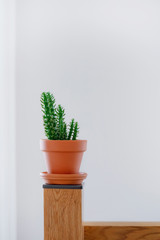 Cactus pot on stand with white blank background, Indoor plant on wooden pole with  copy space on white wall