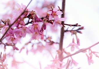 Beautiful pink cherry blossom with soft focus  in spring time, Selective focus of Sakura blooming  on sunny day, Spring flowering branches without leaves