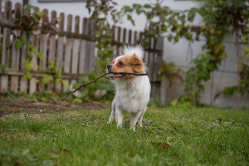 White brown longhair chihuahua playing around with a stick in the garden