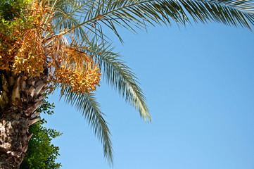 Date Palm with many exotic fruits