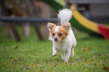 White brown longhair chihuahua playing around in the garden
