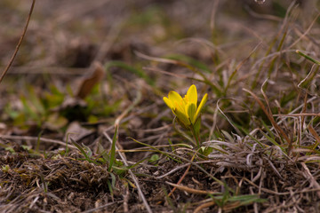 Yellow flowering meadow flower in spring