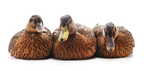 Large wild ducks.