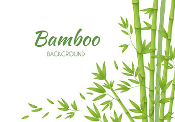 Green bamboo stems with green leaves on a white background. Vector illustration. - obrazy, fototapety, plakaty