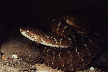 snake