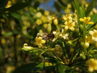 Abeille au travail