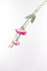 Rosen rosa verkehrt herrum