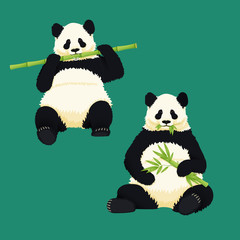 Giant pandas sitting and eating. Black and white bear holding and chewing bamboo branches and leaves. Endangered species. Vector illustration. © Tatiana Zhzhenova