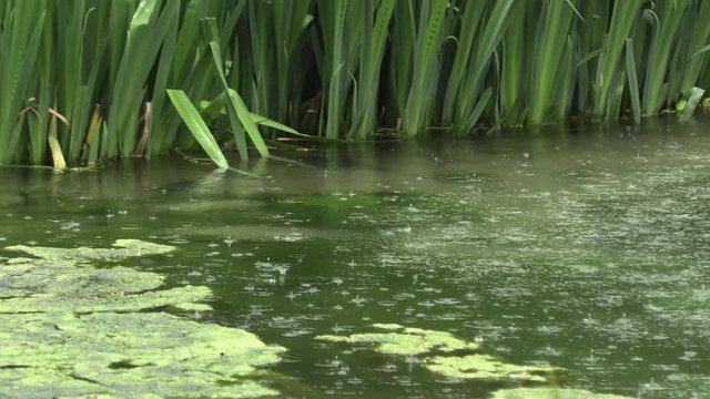 Rain on the lake in the park