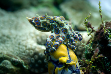 Blue-ringed octopus (Hapalochlaena sp.) on corals of Bali, Indonesia