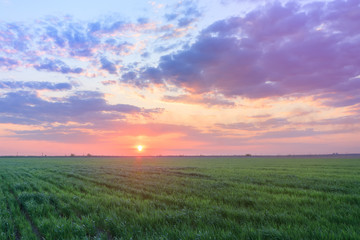 Fototapeta na wymiar green wheat field / photo by countryside agriculture