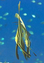 Two longfin batfish juvenile ( Platax teira ) swimming under water surface of Bali, Indonesia	