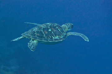 Green sea turtle (Chelonia mydas) swims to the surface to breath air, Bali, Indonesia