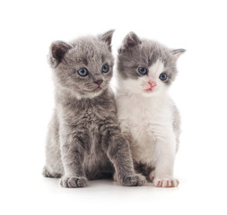 Two small kittens.
