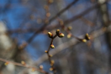 branch of tree in winter