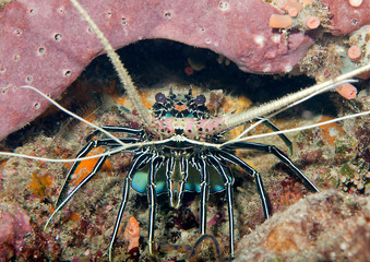 Painted Crayfish, Panulirus versicolor among corals of Bali, Indonesia