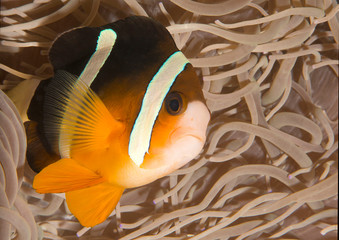 Clark's Anemonefish, amphiprion clarkii among sea anemone tentacles, Bali, Indonesia