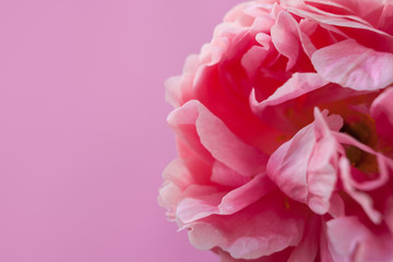 Delicate fluffy pink peony on pink background.
