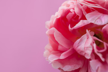 Fototapeta premium Delicate fluffy pink peony on pink background.